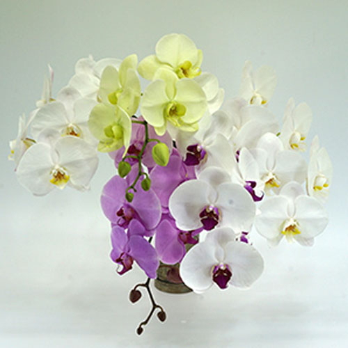 Phalaenopsis Bouquet