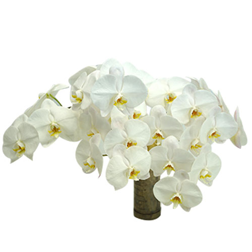 flower-delivery-in-japan-tokyo