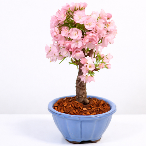 plant delivery japan