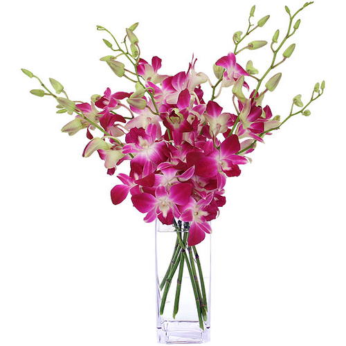 Dendrobium Orchids - Send Flowers Japan Online