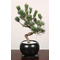 Pinus Parviflora Bonsai – Bonsai Japan