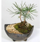 Pine Cone - Japanese Bonsai