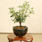 bonsai japan online shop