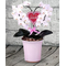 Heart Phalaenopsis Orchid - Online Plant Shop Japan