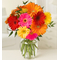 10 Mix Daisies & Gerberas Japan