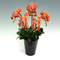 Phalaenopsis Orchid Pot - Indoor Plants Japan